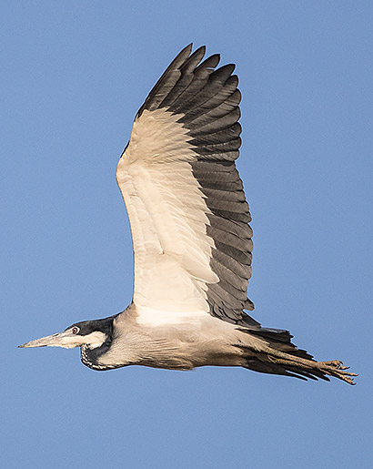 Black-headed Heron in flight